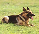Adestramento de cães em Catanduva